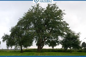Baugrundstück mit Weitblick in Bassum Neubruchhausen